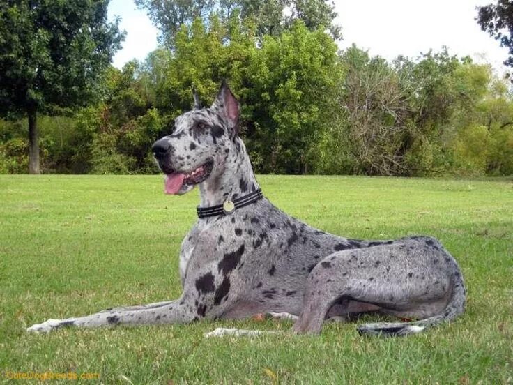 Порода собак дог фото Grey Great Dane Dog Picture Great dane, Funny, Halloween