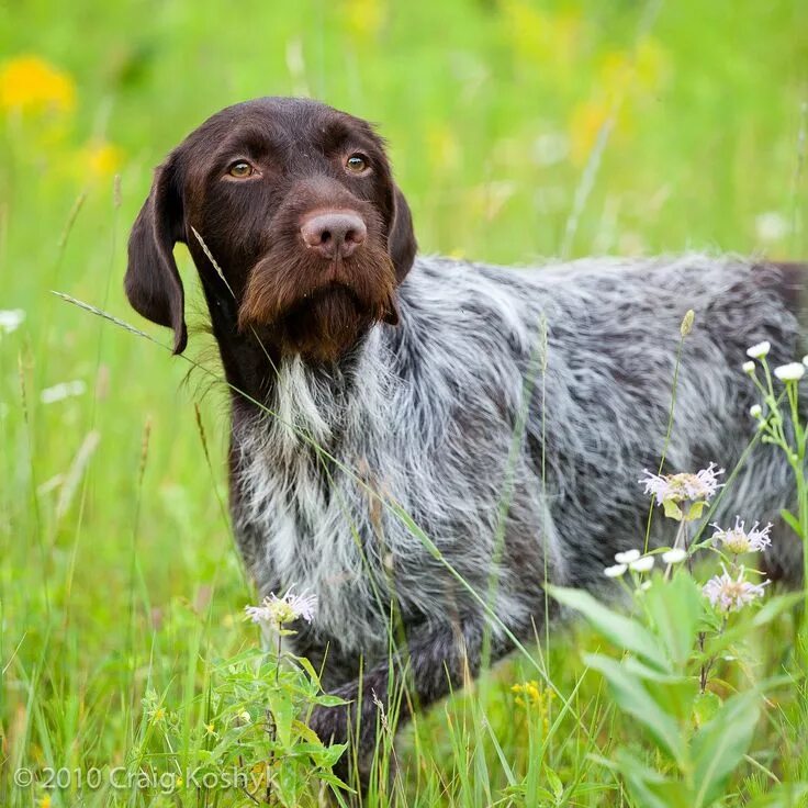 Порода собак дратхаар фото Pointing Dog Blog German shorthaired pointer dog, German wirehaired pointer, Ger