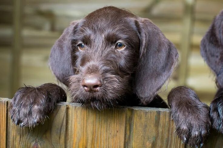 Порода собак дратхаар фото Classic Look German Wirehaired Pointer Pup