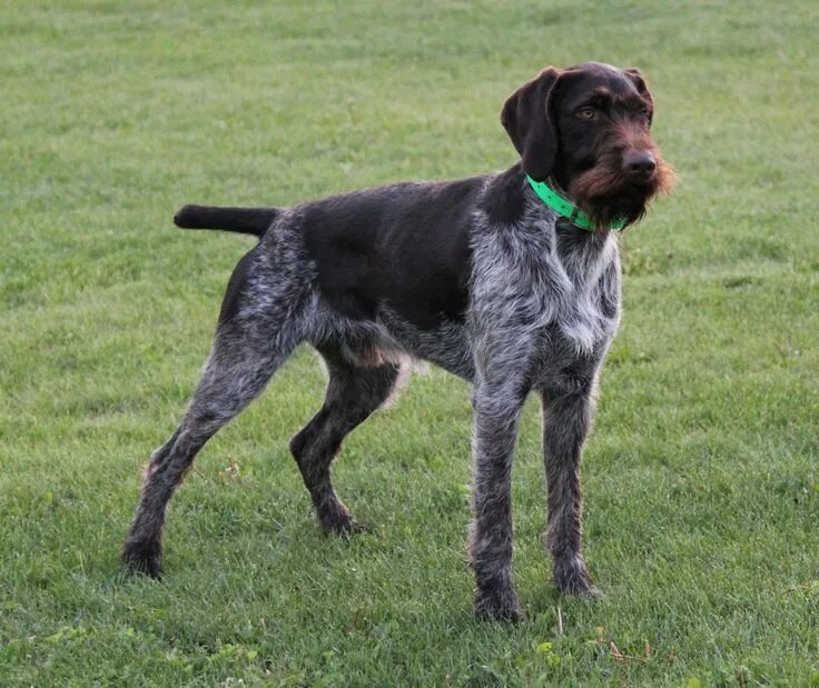 Порода собак дратхаар фото german wirehaired pointer - Google Search German wirehaired pointer, German dogs