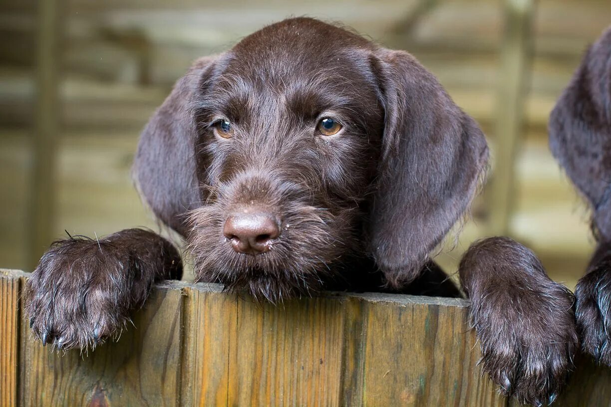 Порода собак дратхаар фото цена щенки Classic Look German Wirehaired Pointer Pup