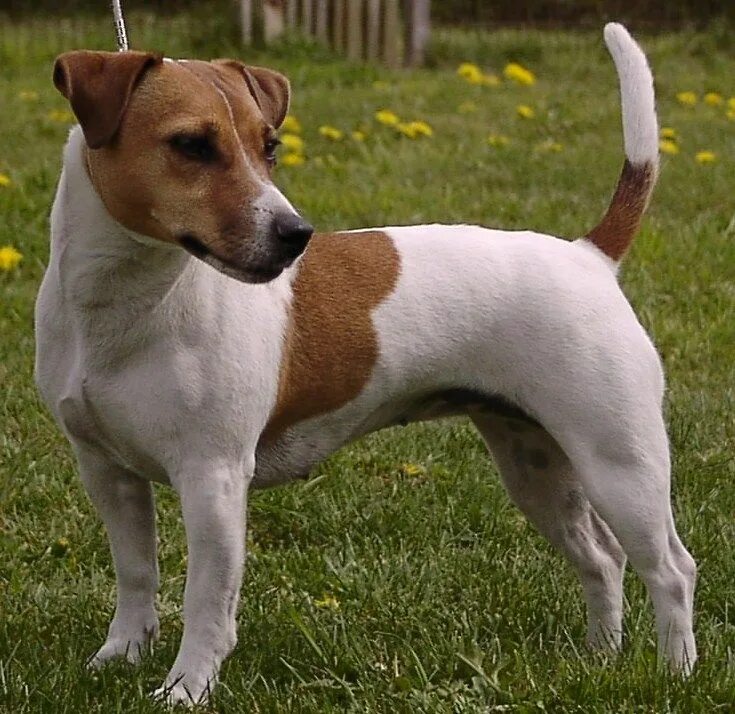 Порода собак джек рассел фото JACK RUSSELL TERRIER size: small exercise: medium grooming: low trainability: ve