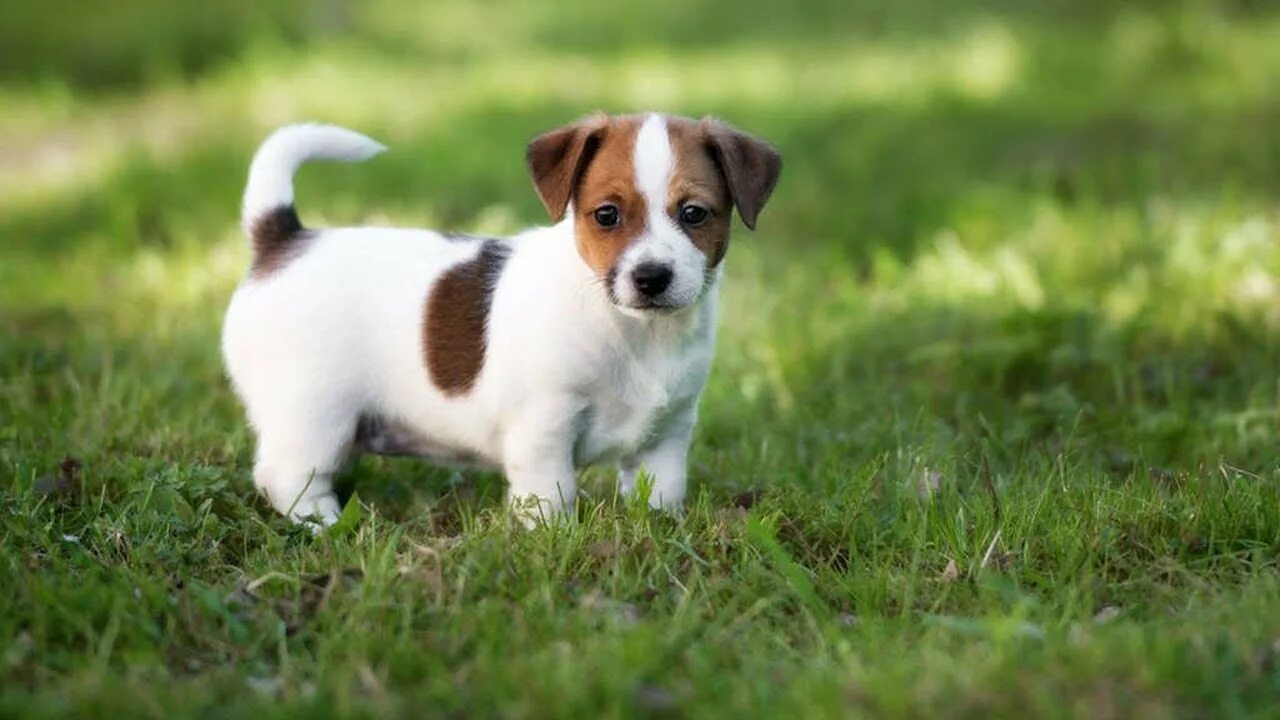 Порода собак джек рассел фото Jack Russell Terrier Facts - Animalist - YouTube