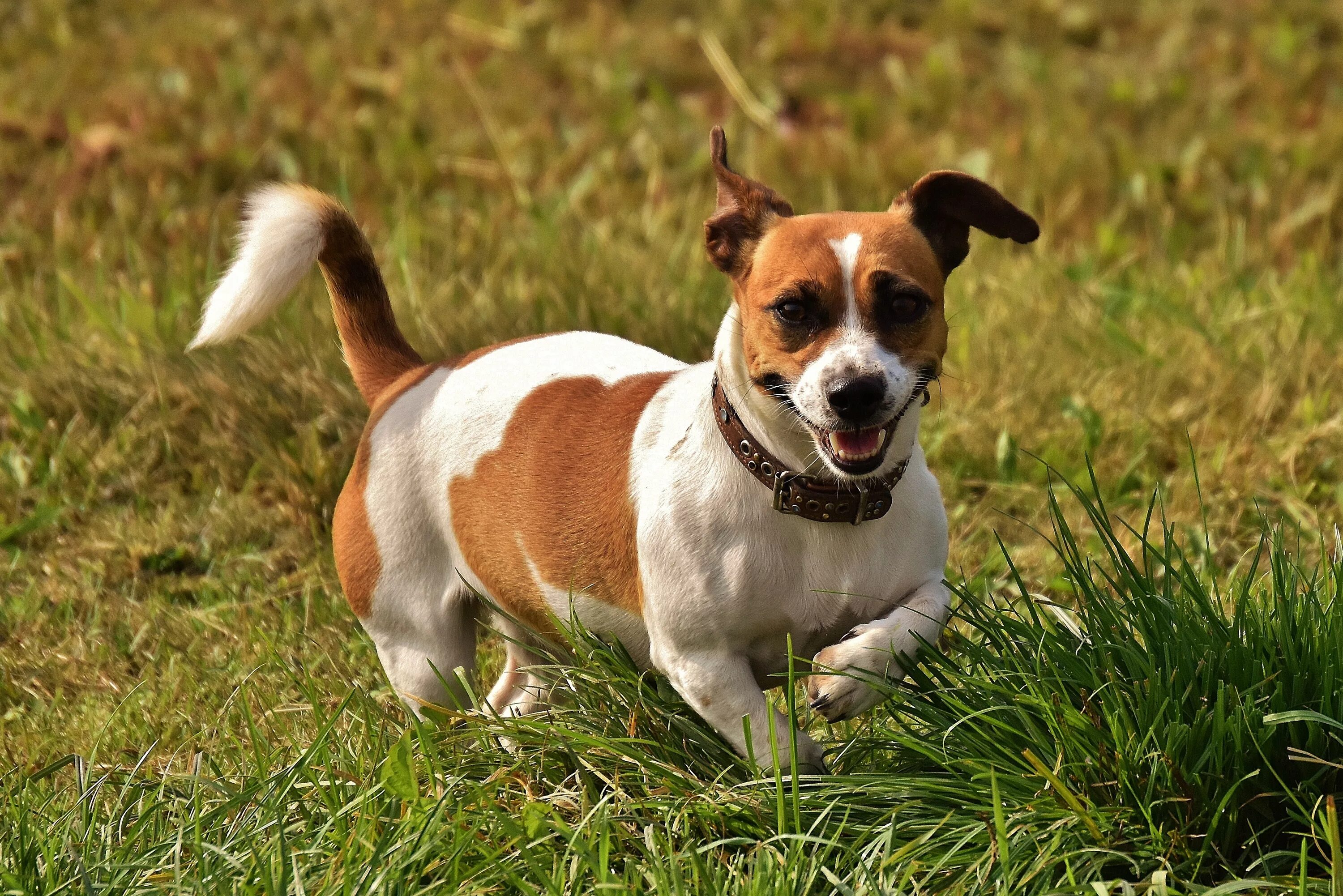 Порода собак джек рассел фото 1920x1080 wallpaper brown and white short coated dog Peakpx