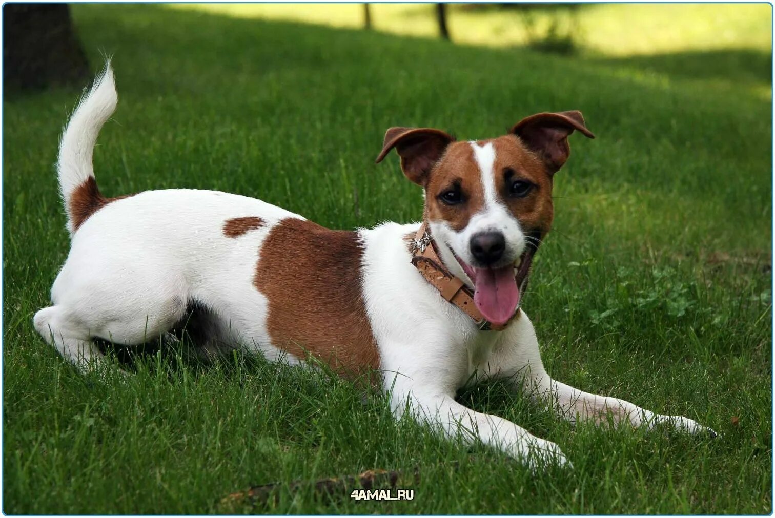 Порода собак джек рассел фото Джек Рассел терьер - породу выбрала Алсу Jack russell terrier puppies, Jack russ