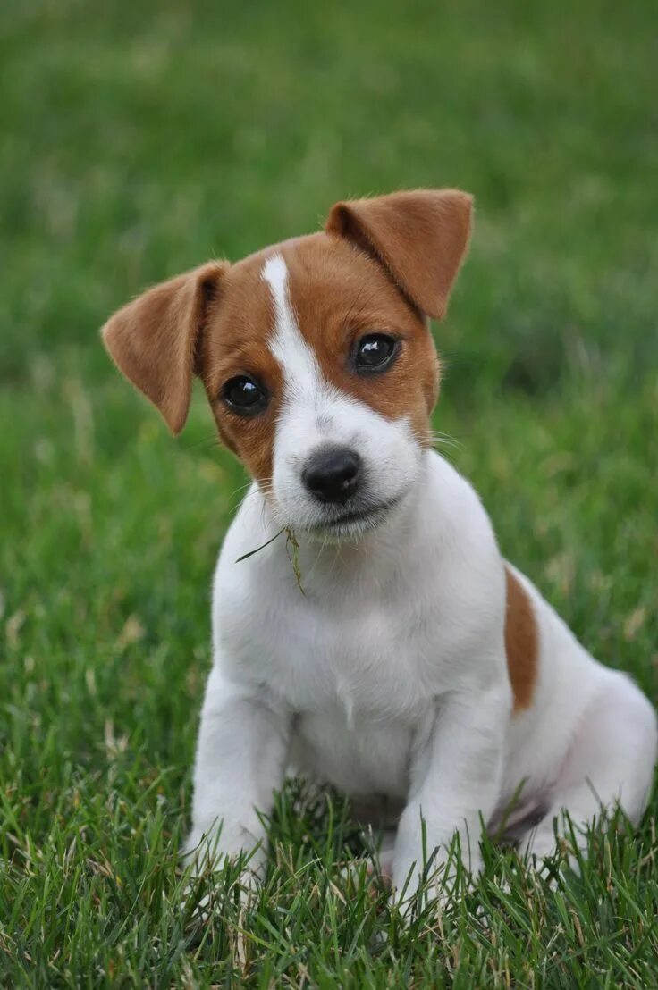 Порода собак джек рассел фото Jack Russell Terrier - "Kleinkind", wie niedlich er uns anschaut. Джек рассел, Щ