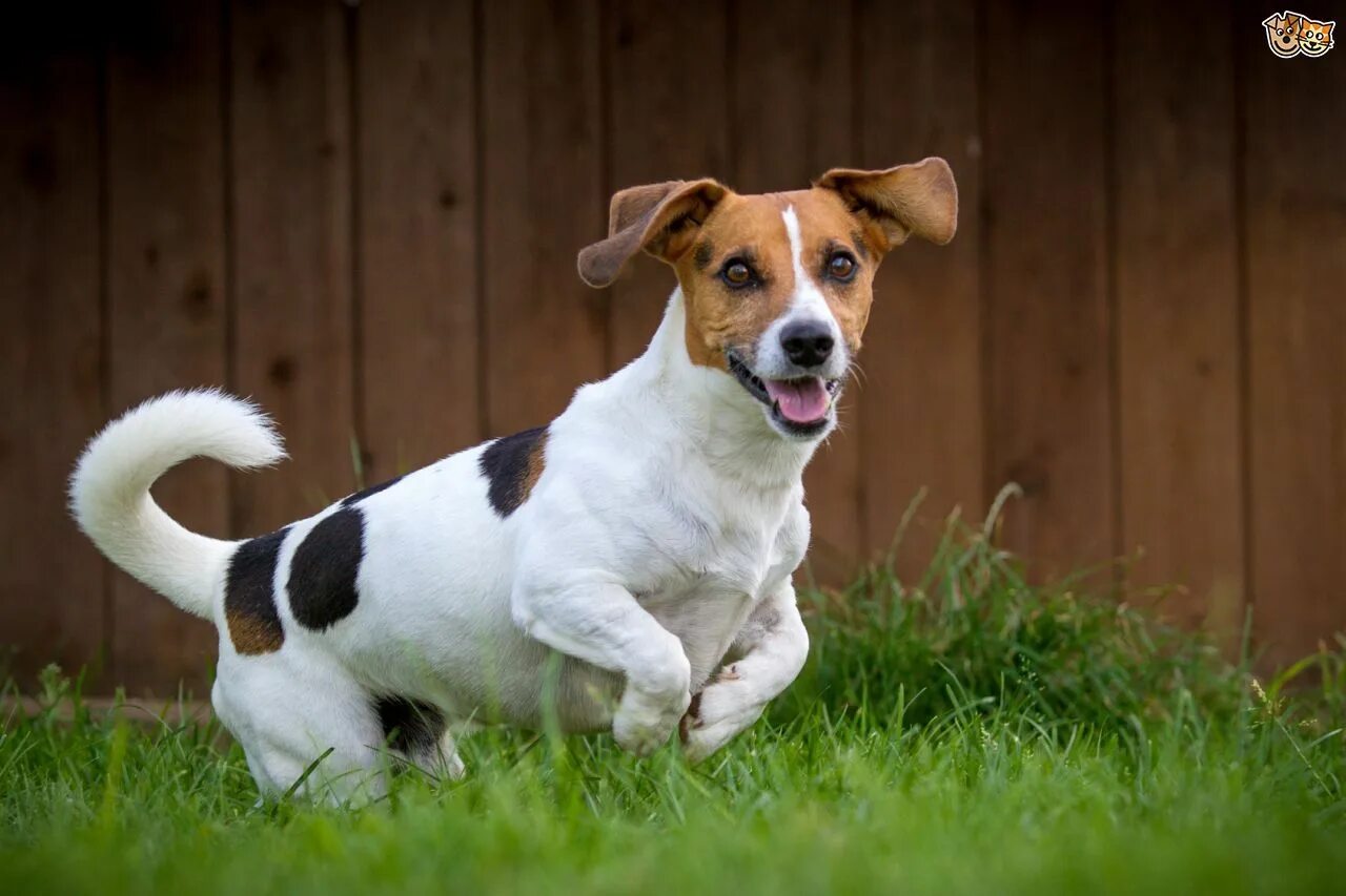 Порода собак джек рассел фото jack russell - Google Search Jack russell, Every dog breed, Aggressive dog breed