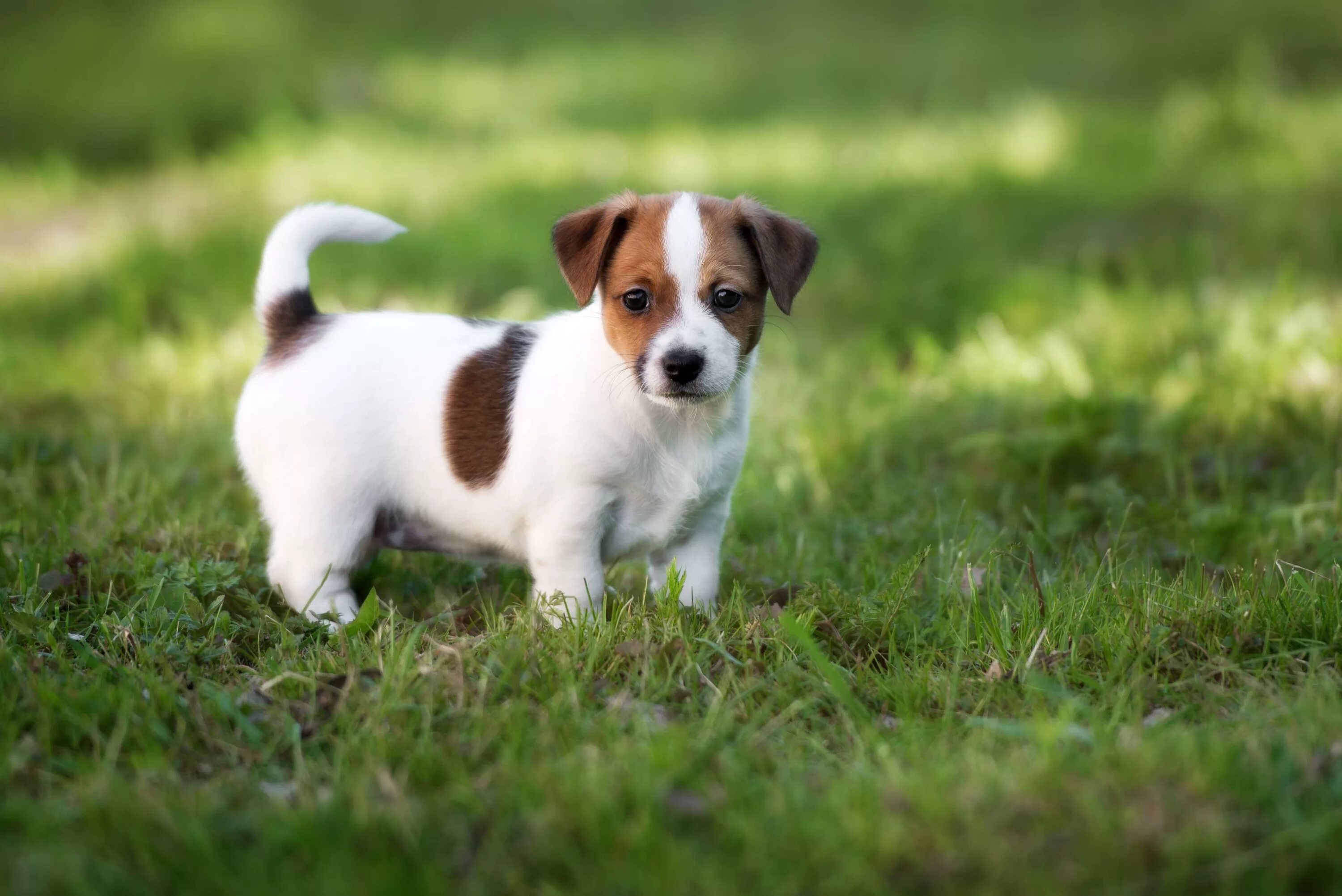 Порода собак джек рассел фото и цена Jack Russell Terrier Steckbrief Charakter, Wesen & Haltung