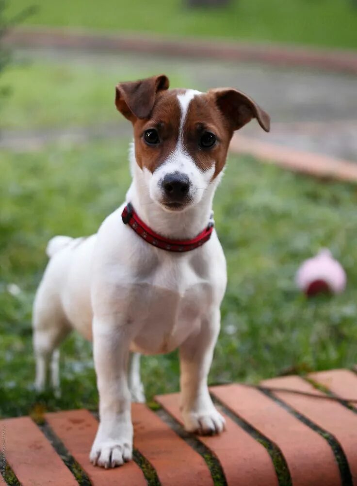 Порода собак джек рассел терьер фото "Jack Russell Terrier" by Stocksy Contributor "Marilar Irastorza" Щенки джек рас