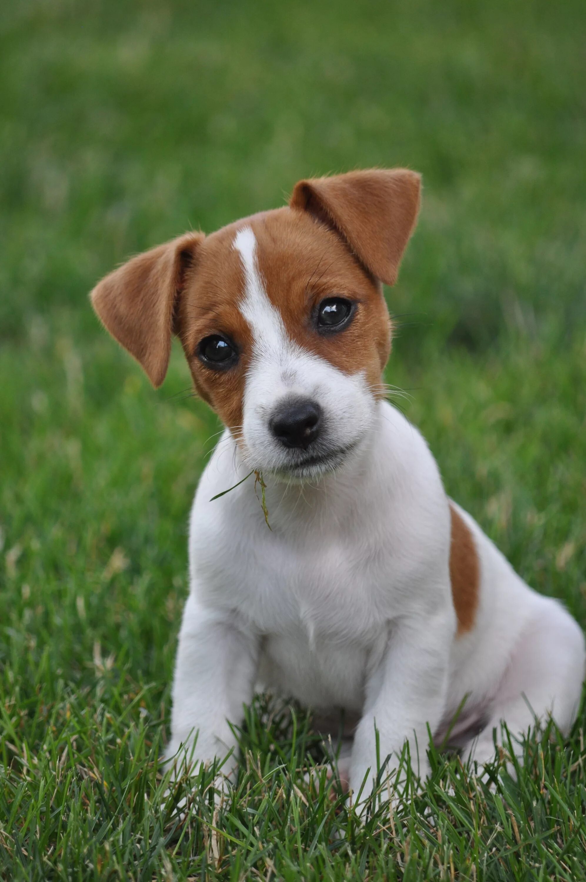 Порода собак джек рассел терьер фото Jack Russell Terrier - "Kleinkind", wie niedlich er uns anschaut. Джек рассел, Щ