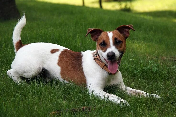 Порода собак джек терьер фото Jack Russell Terrier - Haushund.info Jack russell terrier puppies, Jack russell 