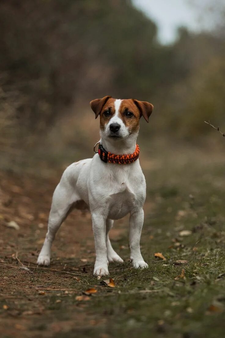 Порода собак джек терьер фото Jack Russell autumn Cani jack russell, Cuccioli di bulldog, Animali