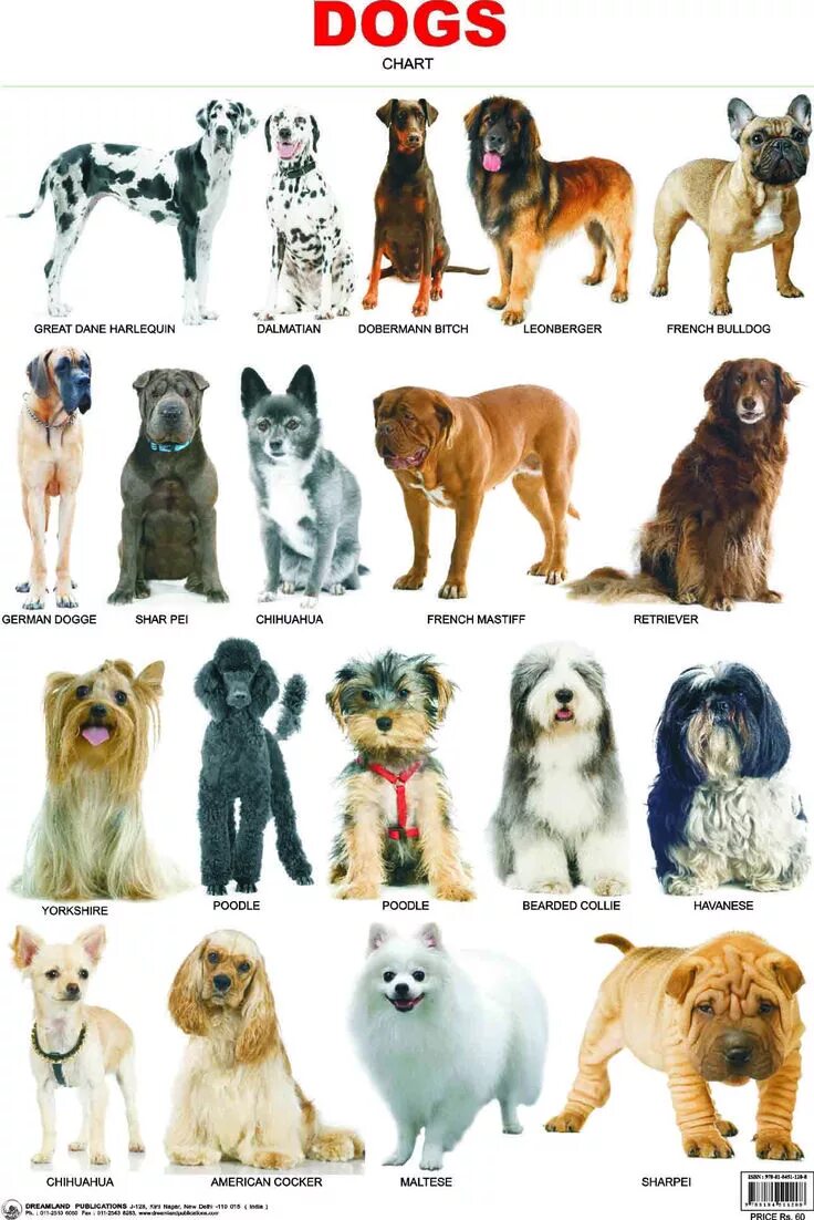 Порода собак фото характеристики Dog cuts, Dog breeds, Dog breeds chart