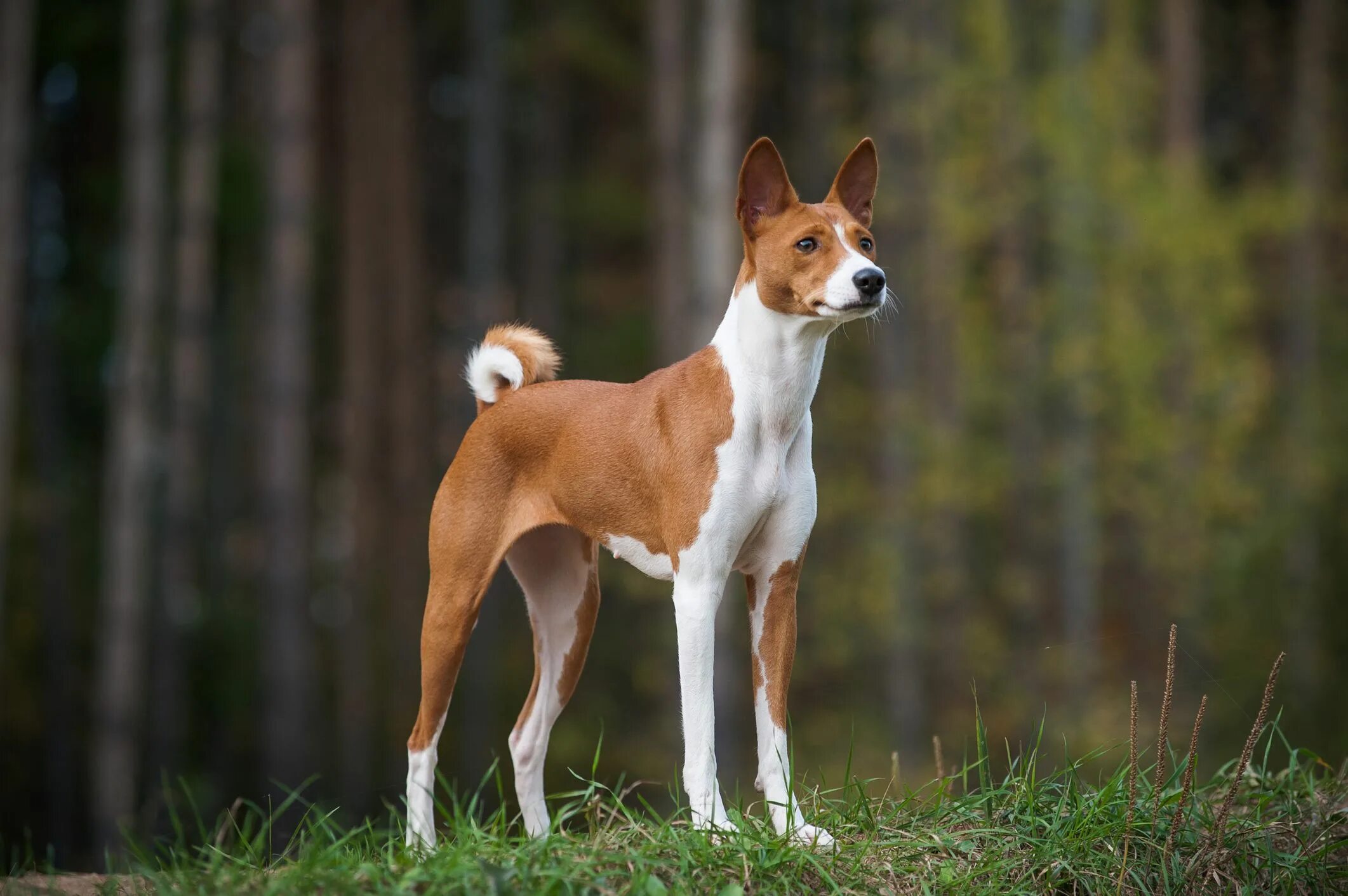 Порода собак фото характеристики Medium Sized Dogs With Pointy Ears And Fluffy Fur Hotsell veter-komforta.ru