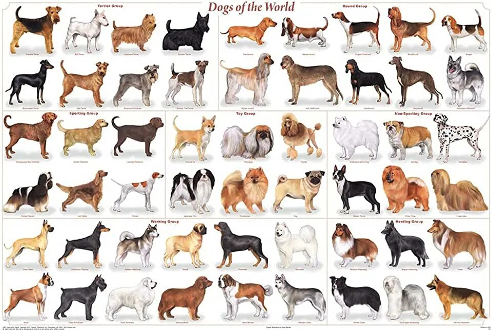 Порода собак фото с названиями Amazon.com: Akc Dog Breed Poster