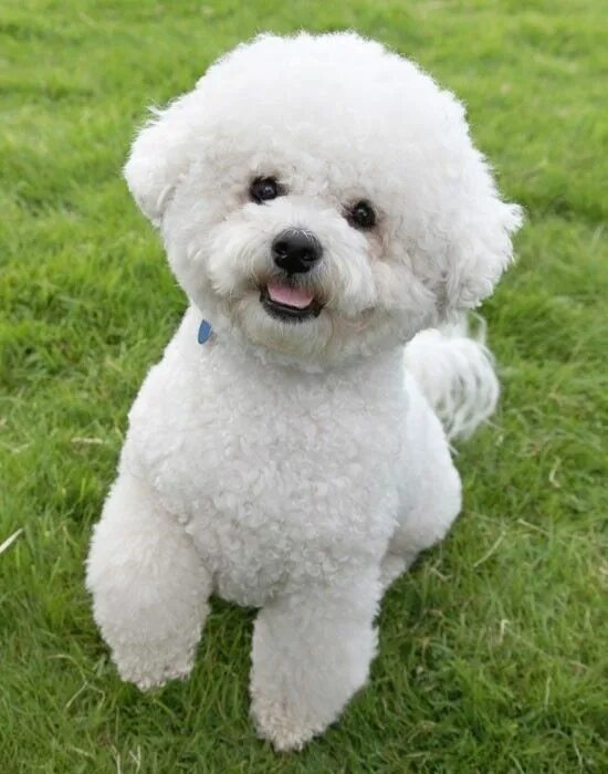 Порода собак французский бишон фото #dog #bichon #frise Bichon frise dogs, Bichon dog, Bichon frise