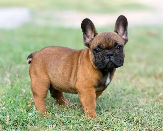 Порода собак французский бульдог фото French Bulldog's Temperament French Bulldog Dogs and Puppies Щенки французского 