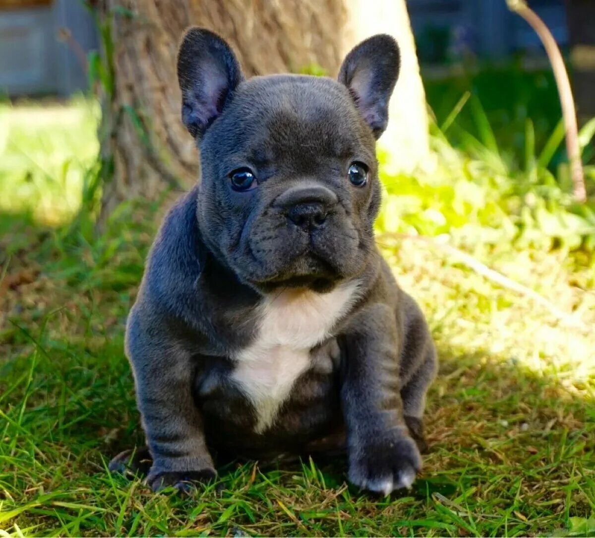 Порода собак французский бульдог фото French bulldog with long tail - Sable French Bulldog.