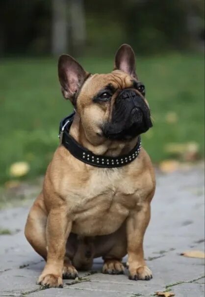 Порода собак французский бульдог фото Please help find ! Lost French bulldog, kind, sociable. He ran off the leash aft