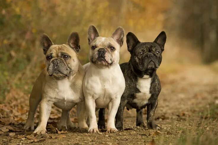 Порода собак французский бульдог фото November Bulldog, French bulldog, Bulldog puppies