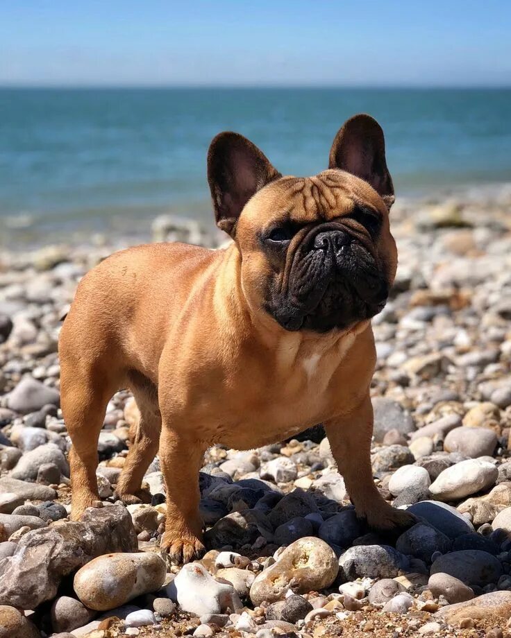 Порода собак французский бульдог фото цена French bulldog Щенки французского бульдога, Бульдог, Уход за собакой