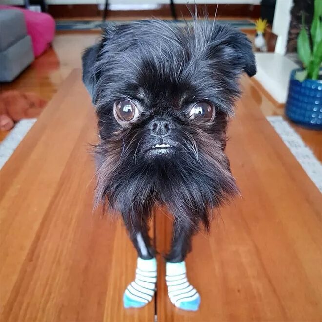 Порода собак гриффон фото Meet Squid The Griff: The Instagram Famous Dog CutesyPooh Famous dogs, Ugly dogs