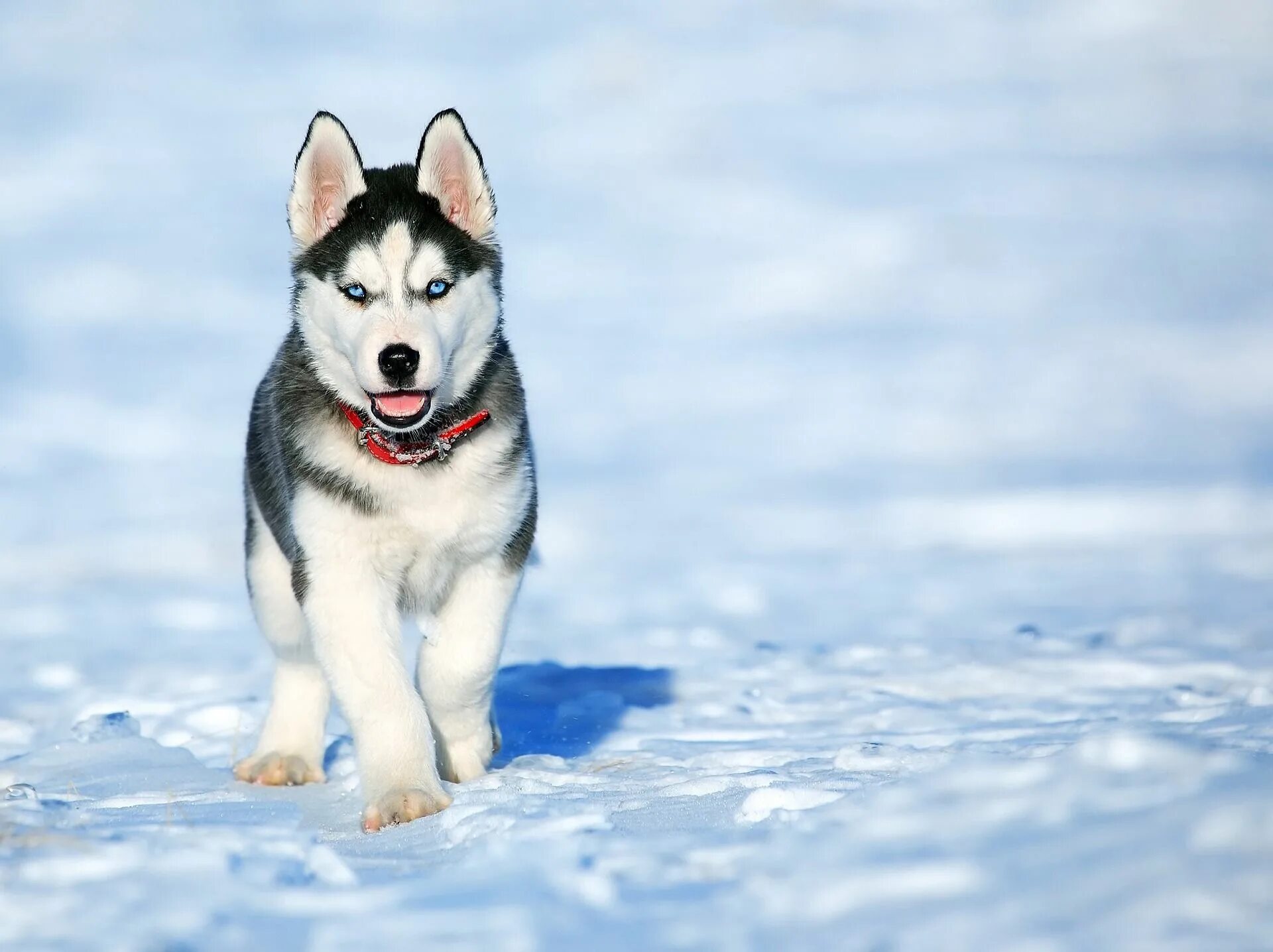 Порода собак хаски фото The Siberian Husky My Dog 4U Husky siberiano, Bellissimi cani, Cuccioli di husky