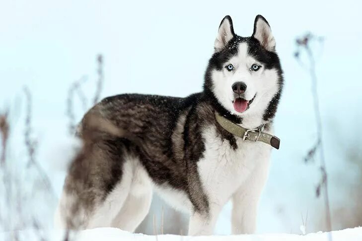 Порода собак хаски фото Siberian Husky Dog Breed Information Husky dogs, Siberian dog, Siberian husky do