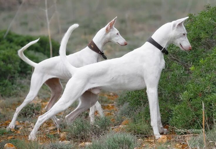 Порода собак ибиценко фото Podenco Ibicenco Hunderassen, Podenco, Tiere hund