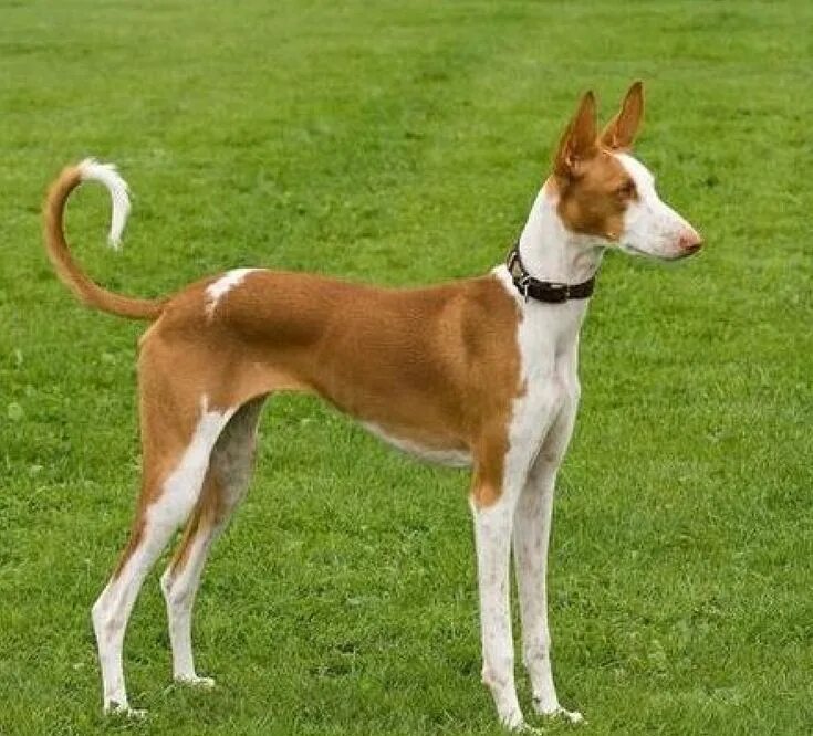 Порода собак ибиценко фото Podenco Ibicenco Ibizan hound, Hound puppies, Hound dog breeds