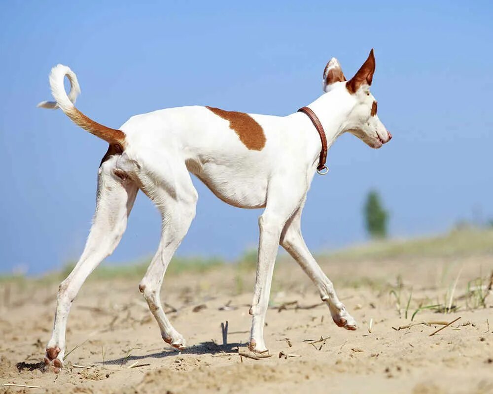 Порода собак ибиценко фото #ibizan_hound #dog Cani