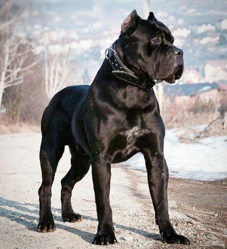 Порода собак кане фото Pin on DOGS CANE CORSO & BLACK PITBULL Cane corso puppies, Corso dog, Cane corso