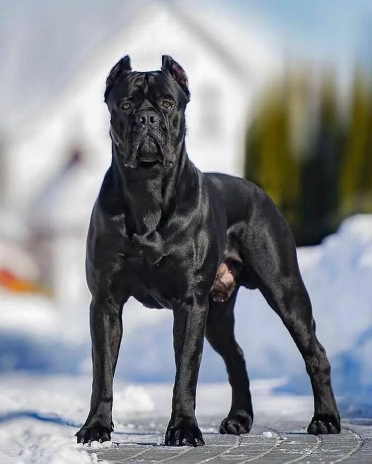 Порода собак кане фото Pin on Cane Corso Breed