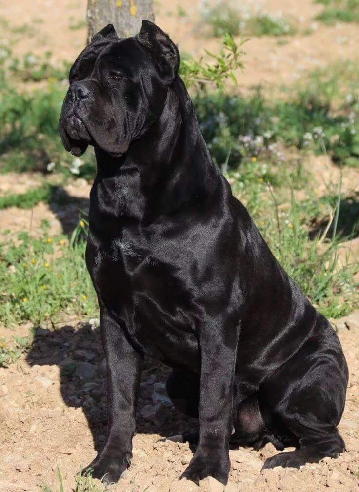 Порода собак кане корсо фото Cane Corso Kæledyr, Dyr, Anime