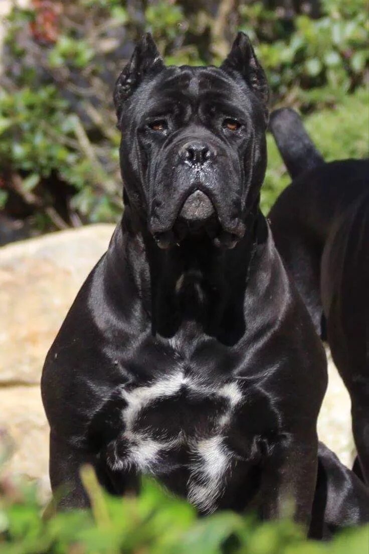 Порода собак кане корсо фото Cane corso dog, Cane corso, Corso dog