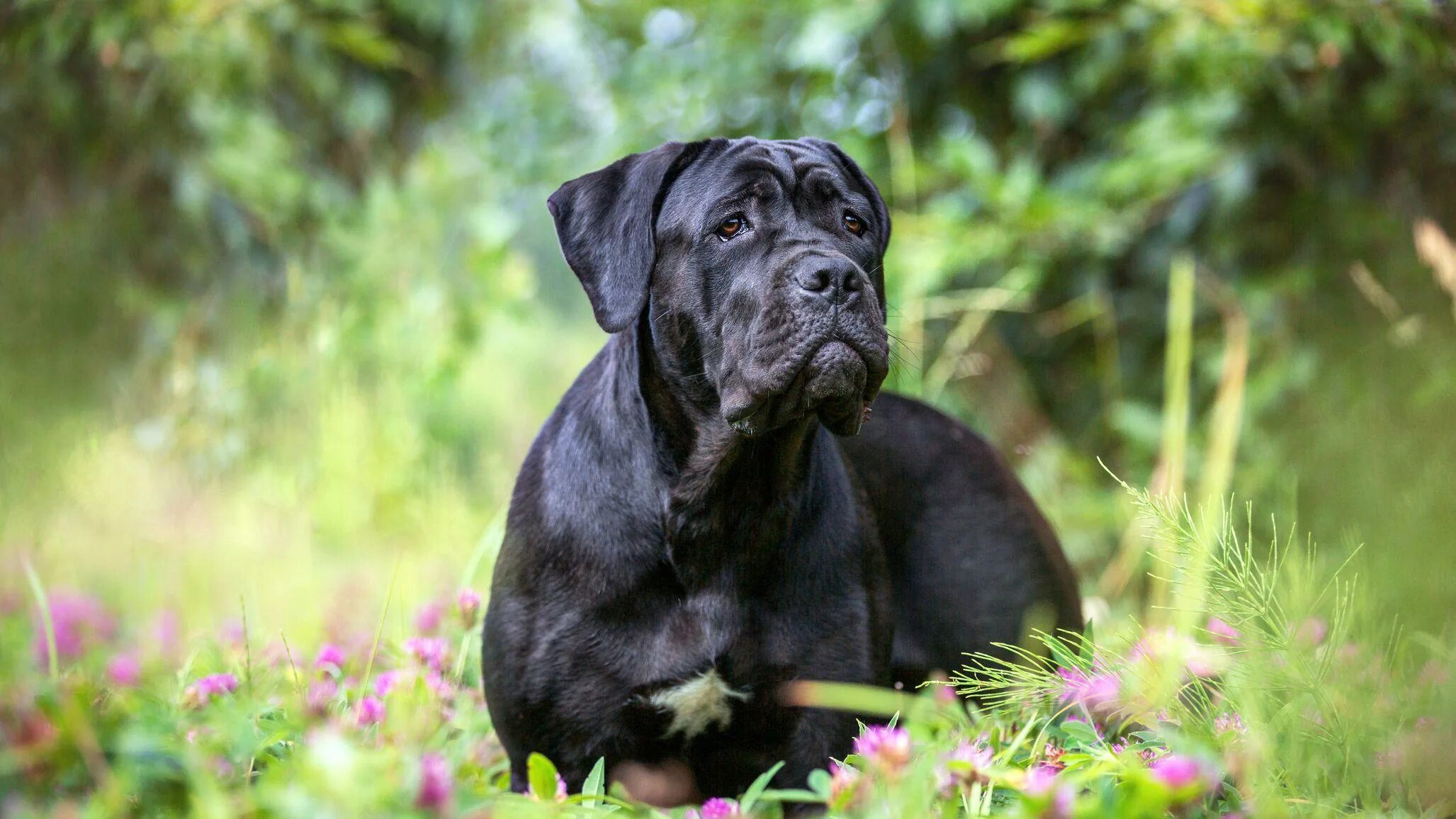 Pin on DOGS CANE CORSO & BLACK PITBULL Cane corso puppies, Corso dog, Cane corso