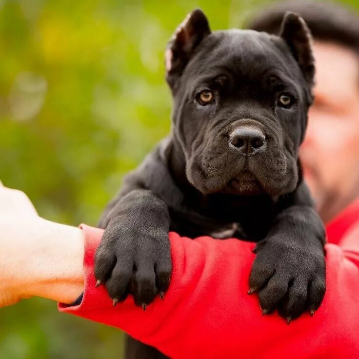 Порода собак кане корсо фото Cane Corso Puppy Cane corso dog, Cane corso puppies, Corso dog