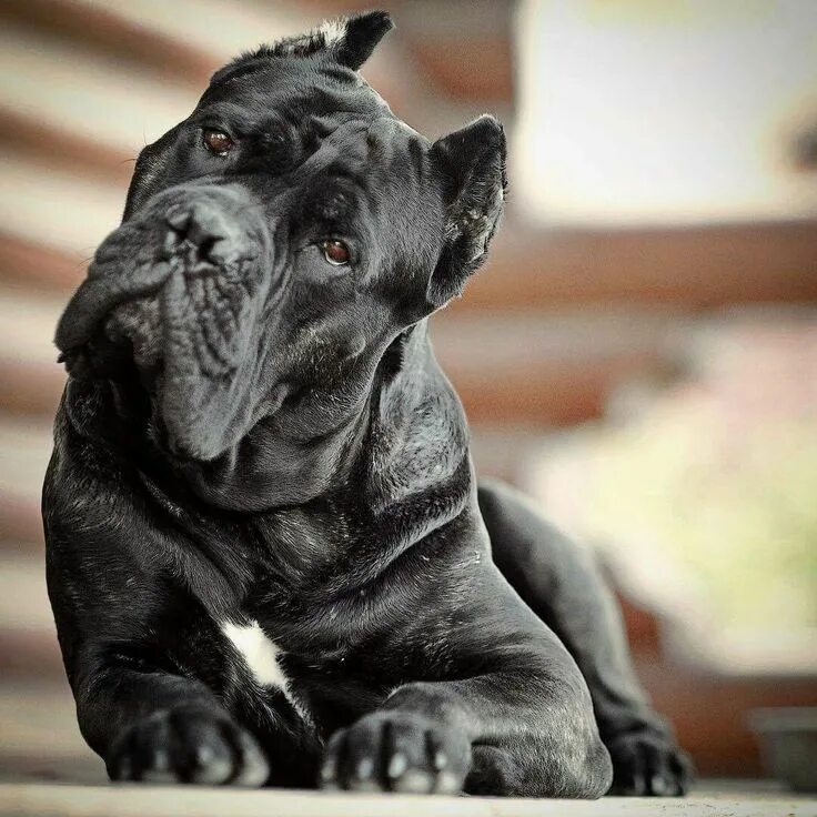 Порода собак кане корсо фото Pin on American bullies are the Best! Cane corso dog, Corso dog, Cane corso