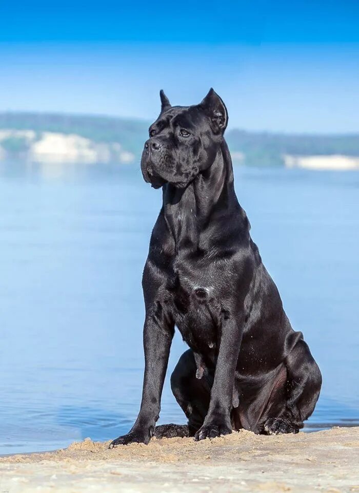 Порода собак кане корсо фото Pin on DOGS CANE CORSO & BLACK PITBULL Corso dog, Cane corso dog, Cane corso