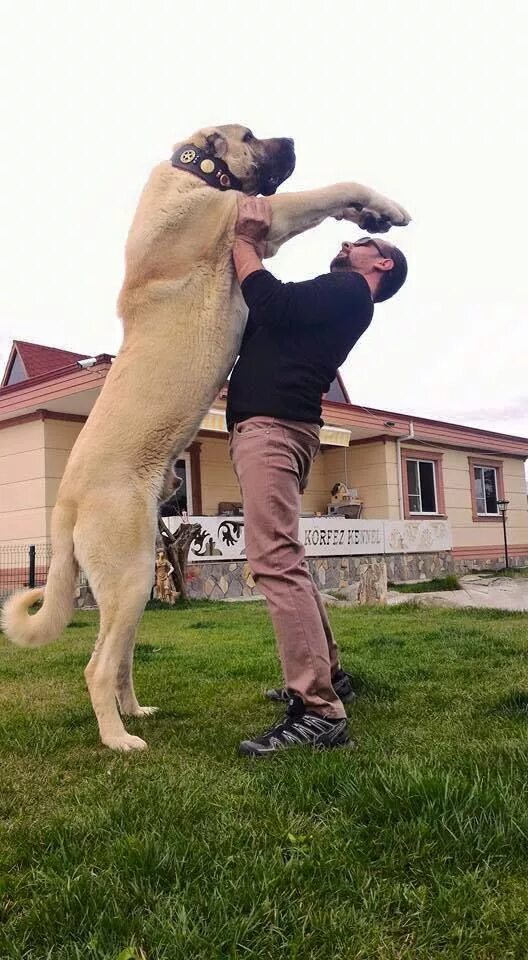 Порода собак кангал фото Körfez Kennel Turkish Shepherd Dog