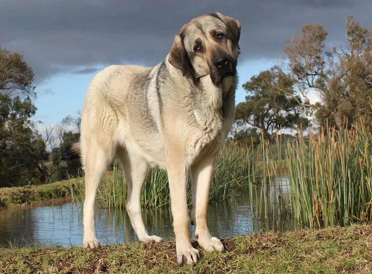 Порода собак кангал фото Anatolian Shepherd Dog Takas Rage aka RAVEN Kangal dog, Giant dogs, Anatolian sh