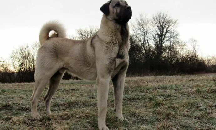 Порода собак кангал фото Pin on Armando Leon Landaveri Kangal dog, Livestock guardian dog, Dogs