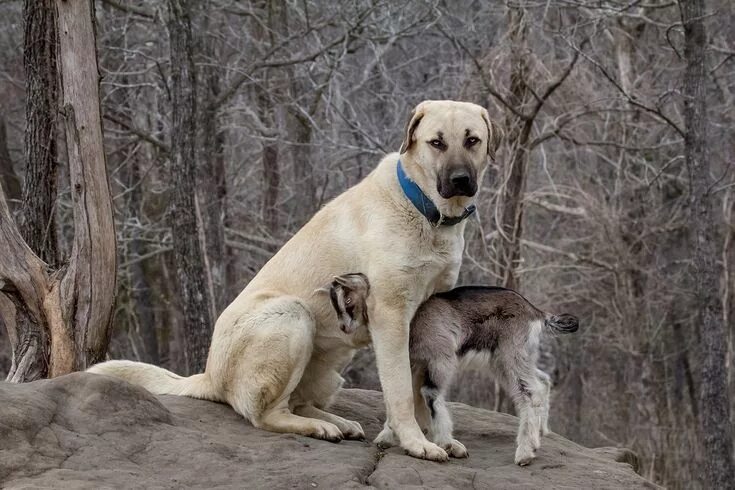 Порода собак кангал фото Total Protection Anatolian shepherd dog, Large dog breeds, Kangal dog