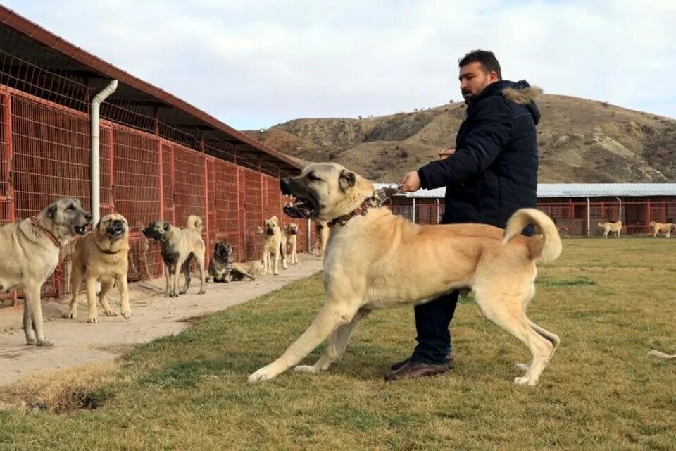 Порода собак кангал фото Kurtların korkulu rüyası köpeklere dünyadan da talep var - Son Dakika Türkiye Ha