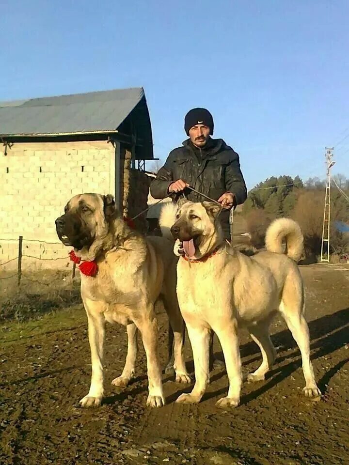 Порода собак кангал фото Kangal Dog - A Majestic Livestock Guardian