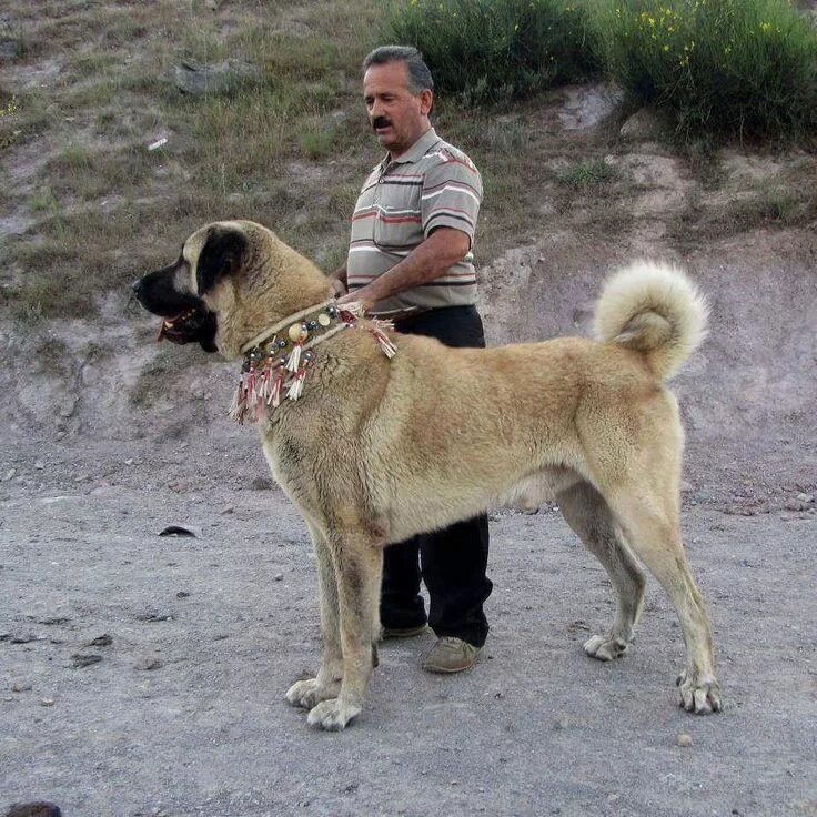 Порода собак кангал фото Pin by elif nazlı aykol on Köpüşlerimmm :))) Kangal dog, Large dog breeds, Cauca