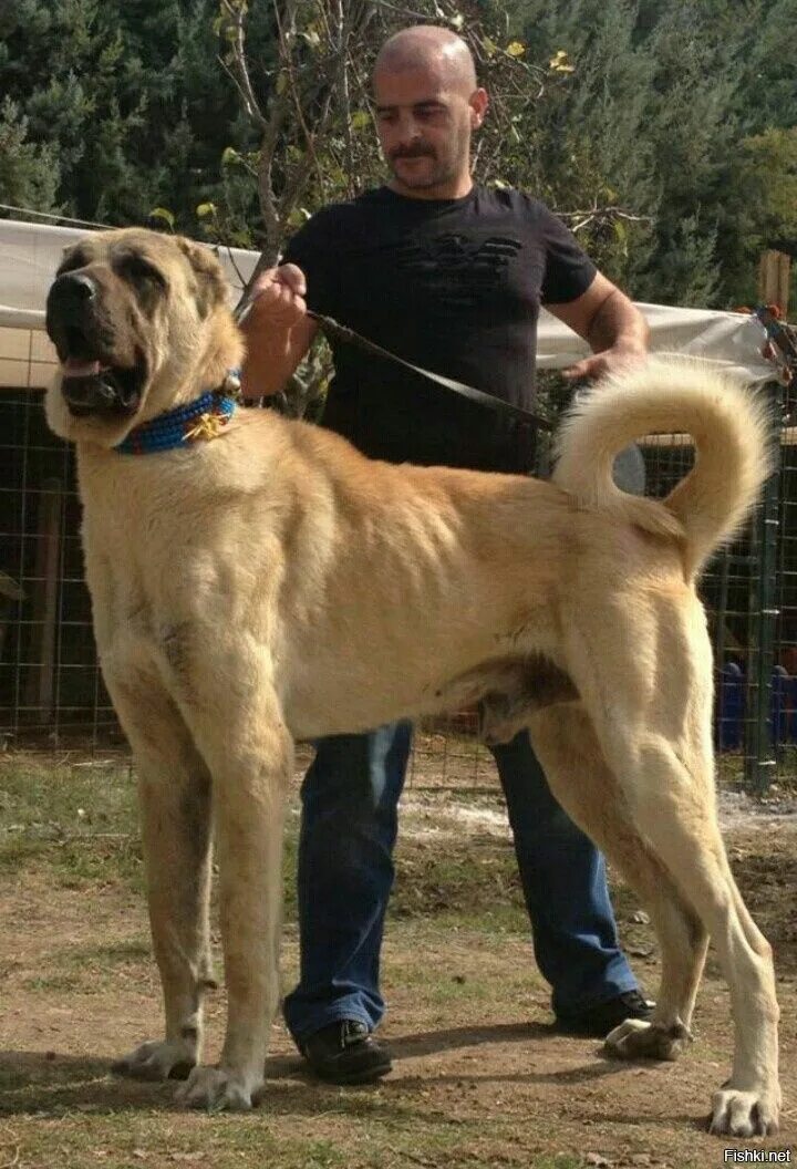 Порода собак кангал фото Турецкий кангал Kangal dog, Large dog breeds, Dogs