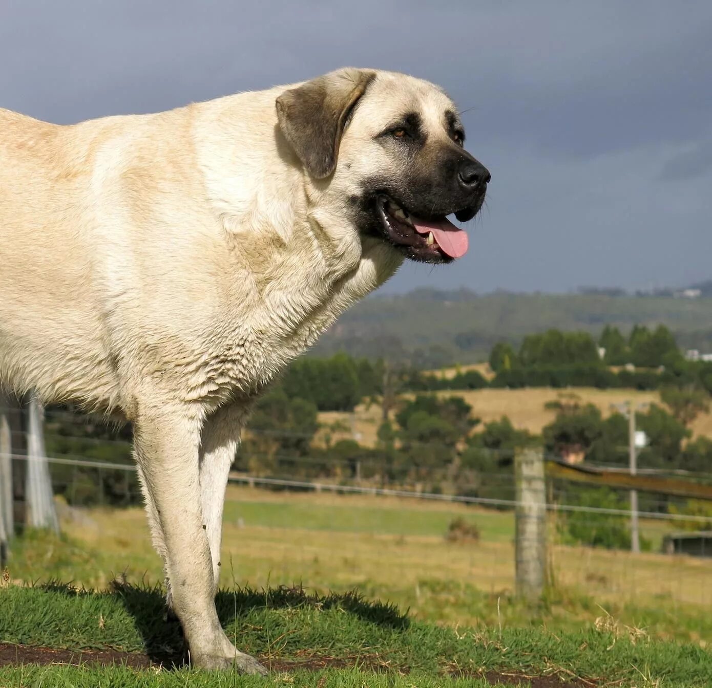 Порода собак кангал фото Happy Dragon Kangal dog, Livestock guardian dog, Anatolian shepherd dog