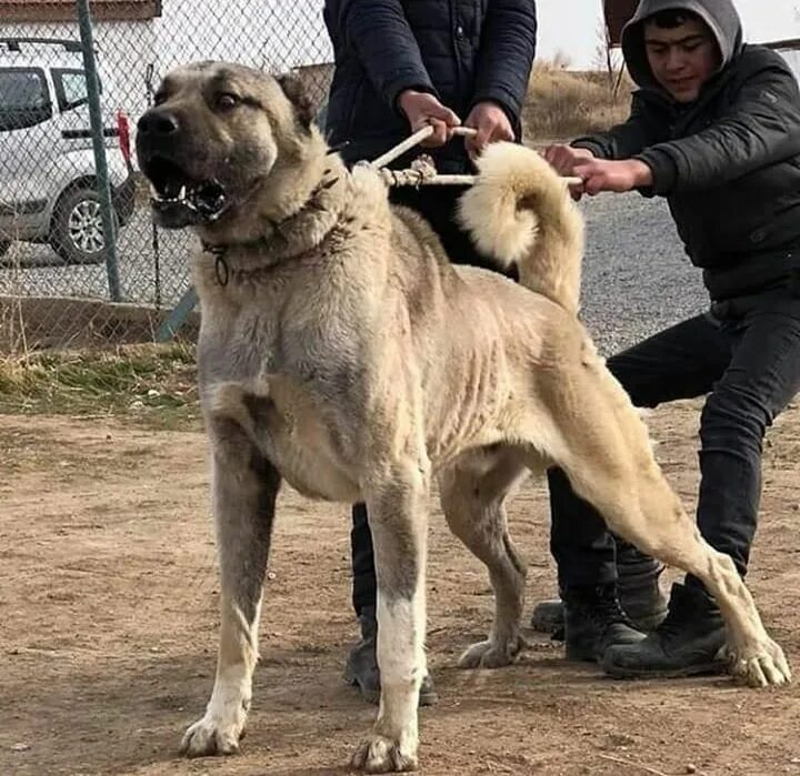 Порода собак кангал фото цена Sivas Kangalı ( Karabaş ) Kangal köpeği, Köpek türleri, Köpek