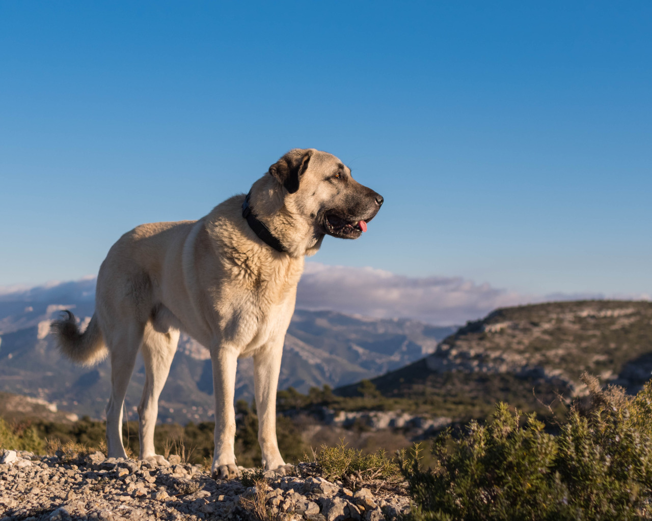 Pin by elif nazlı aykol on Köpüşlerimmm :))) Kangal dog, Large dog breeds, Cauca